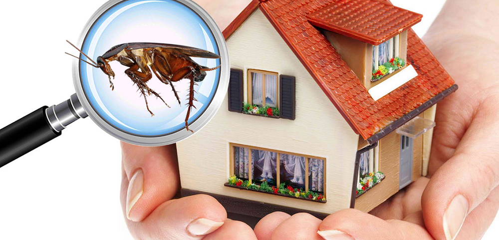 Combined Building & Termite Inspection